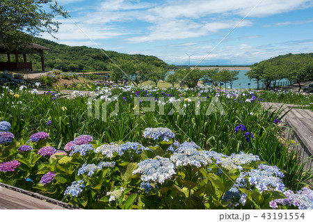 [愛知県]　初立池公園 菖蒲　紫陽花 43191554