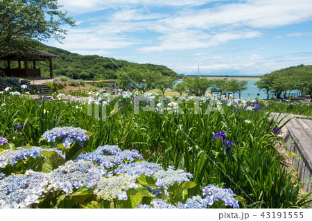 [愛知県]　初立池公園 菖蒲　紫陽花 43191555