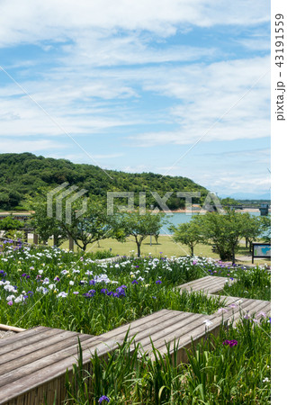 [愛知県]　初立池公園 菖蒲　紫陽花 43191559