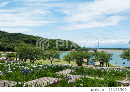 [愛知県]　初立池公園 菖蒲　紫陽花 43191560