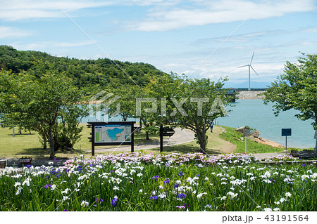 [愛知県]　初立池公園 菖蒲　紫陽花 43191564