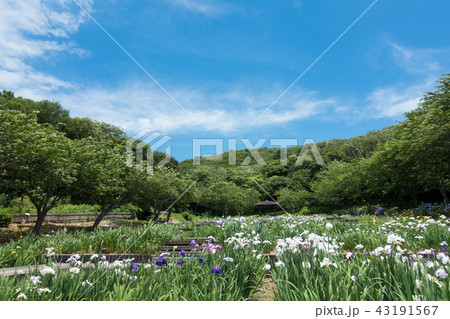 [愛知県]　初立池公園 菖蒲　紫陽花 43191567