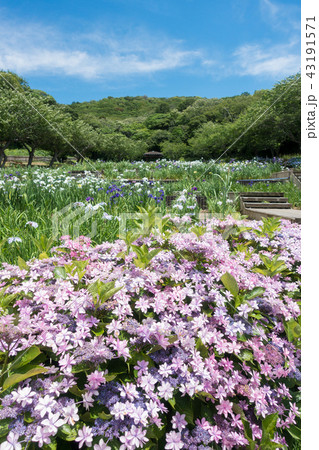 [愛知県]　初立池公園 菖蒲　紫陽花 43191571