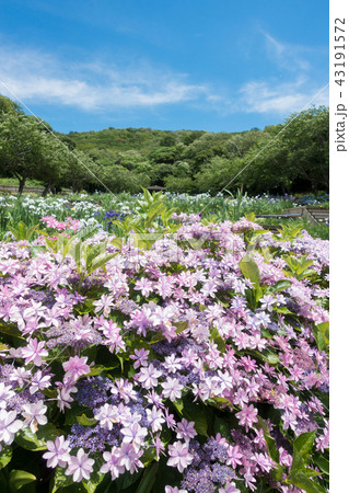 [愛知県]　初立池公園 菖蒲　紫陽花 43191572