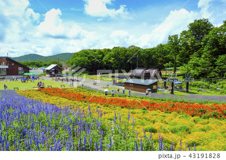 彩の丘と青空 43191828
