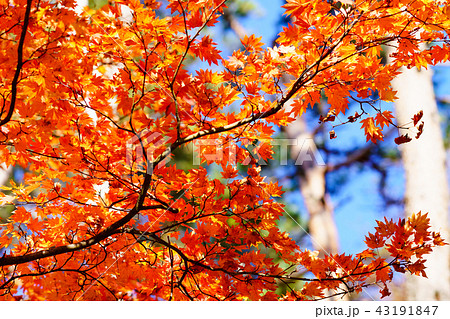 風景物語　紅葉の里山の秋 43191847