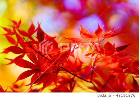 風景物語　紅葉の里山の秋 43191876