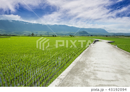road with green rice farm road with green rice farm 43192094