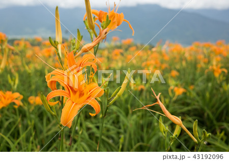 landscape of tiger lily 43192096