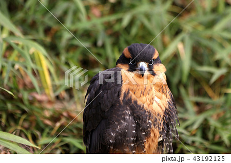 アプロマドファルコン　ハヤブサ 43192125