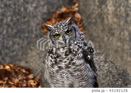 アフリカワシミミズク　フクロウ 43192126