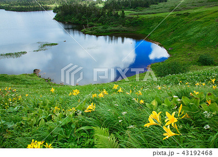 八幡沼とニッコウキスゲなど　岩手県八幡平市　陸雲荘 43192468