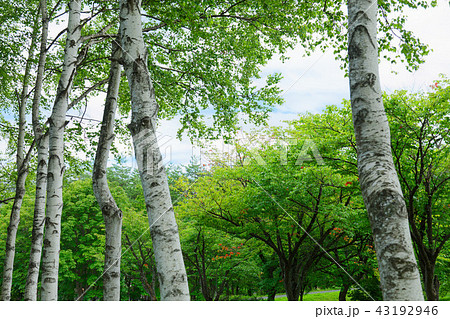 八幡平の白樺並木と記念の森 43192946