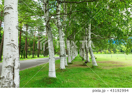 八幡平の白樺並木　岩手山麓のみはらし広場 43192994