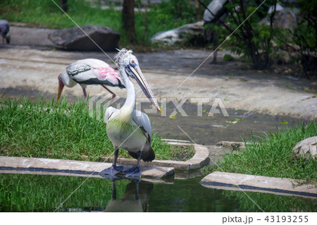 Spotted-billed Pelecan Bird on pond 43193255