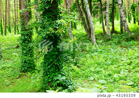 八幡平　岩手山麓の県民の森の林と緑 43193339