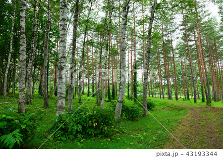八幡平　岩手山麓の県民の森の林と紫陽花 43193344