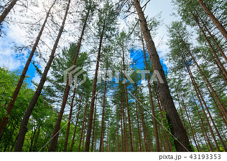 八幡平 岩手山麓の県民の森の松林 八幡平 岩手山麓の県民の森の松林 43193353