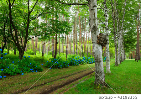 八幡平　岩手山麓の県民の森の林と紫陽花 43193355