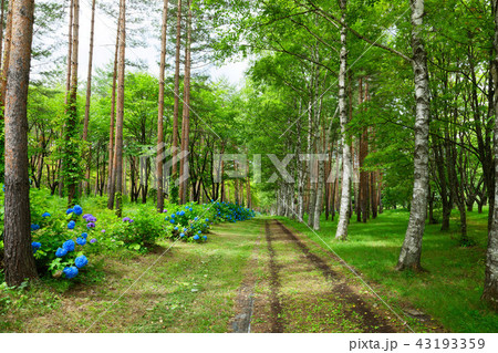 八幡平　岩手山麓の県民の森の林と紫陽花 43193359