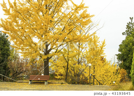 秋の鶴見緑地公園 銀杏並木の紅葉 大阪観光の写真素材