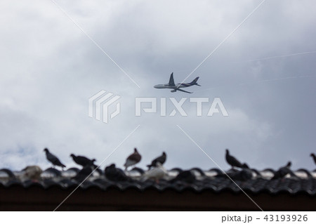 Airbus A330-300 of Thai Airway  Airline 43193926