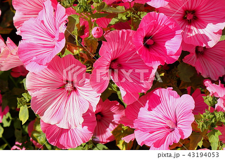 グラジオラス 43194053