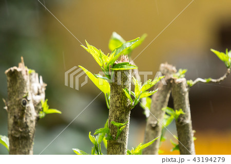 Leaf of Red Chinese hibiscus flower 43194279