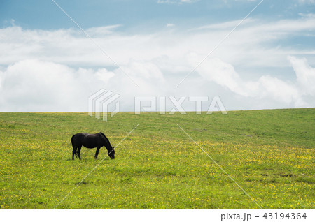 A horse on a green pasture with yellow flowers against a blue sky with clouds. Black horse 43194364