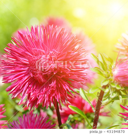 Flowerbed of multi-colored asters and sun. Flowerbed of multi-colored asters and sun. 43194870