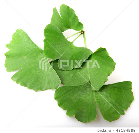Ginkgo Biloba Leaf Isolated On White Background. 43194988