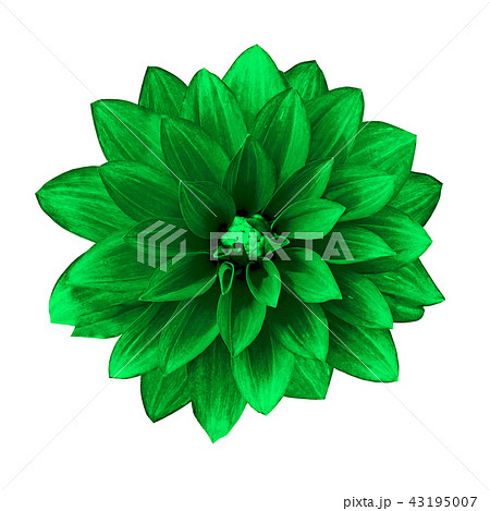flower green dahlia isolated on white background flower green dahlia isolated on white background 43195007