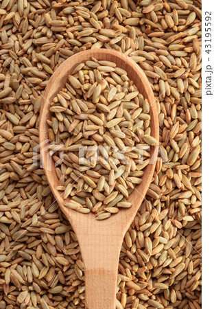Rye grains with spoon Rye grains with spoon 43195592