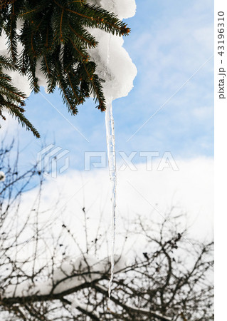 icicle from melting snow on branch of spruce 43196310
