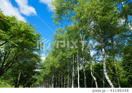 八幡平の白樺並木と記念の森 43196348
