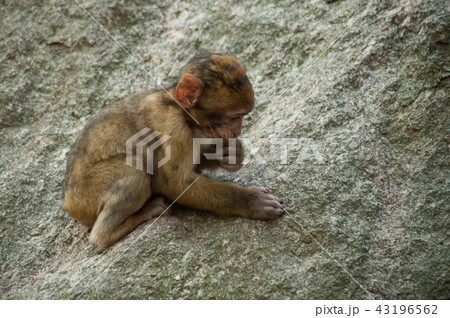 young expressive macaque on rock  in the forest 43196562