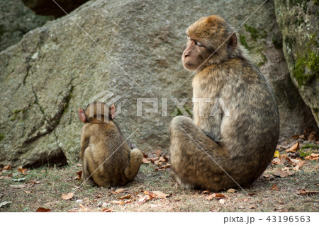 portrait of two macaques near rock in the forest 43196563