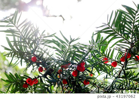 オンコ　イチイ　アララギ Japanese Yew 43197062