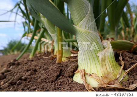札幌黄（たまねぎ） 43197253