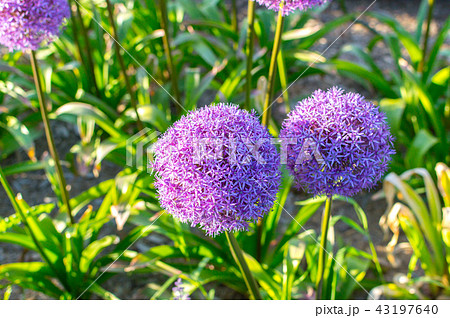 Allium giganteum, also known as Giant Onion, Canad Allium giganteum, also known as Giant Onion, Canad 43197640