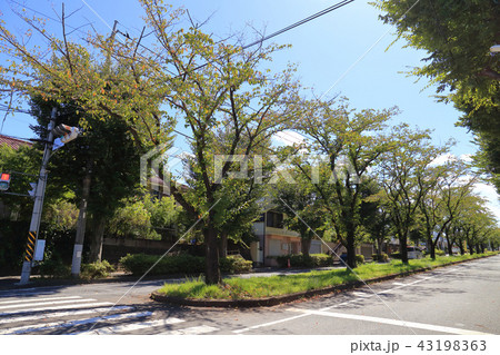 川崎市多摩区南生田小学校入口交差点から南東側(南生田3丁目)に向かって眺める 43198363