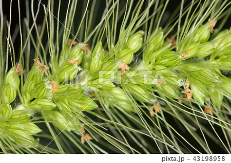 自然　植物　アキノエノコログサ、花です。第一、第二包穎の長さが違うそうです・・・。分かりますか？ 43198958