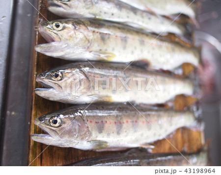 ヤマメ ヤマメ 43198964