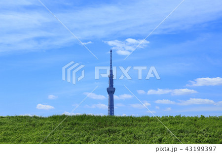 東京風景 緑と空とスカイツリー 東京風景 緑と空とスカイツリー 43199397