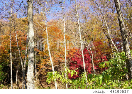 紅葉 43199637