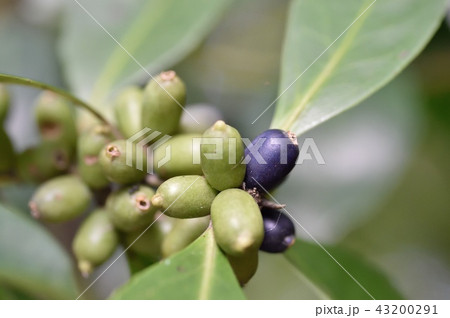 クロキの実 黒木 ハイノキ科 43200291