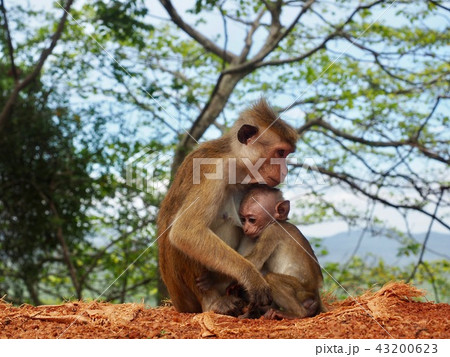 シーギリアロックの猿たち 43200623