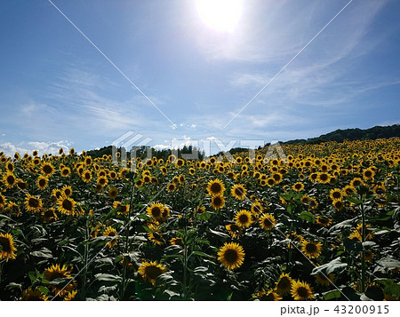 650mのヒマワリたち 43200915