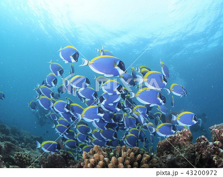 モルディブアネモネフィッシュ 43200972