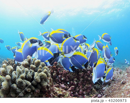 モルディブアネモネフィッシュ 43200973